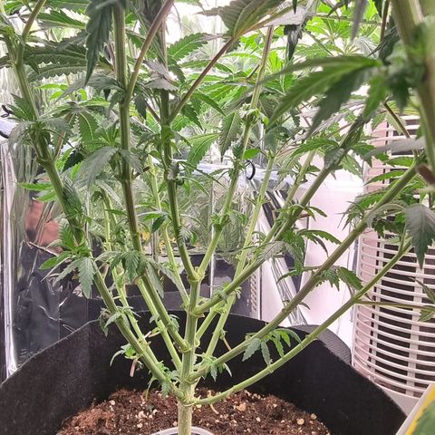 Northern Lights #1 growlog timeline photo
