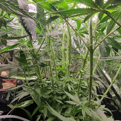 Wedding Cheesecake #2 growlog timeline photo