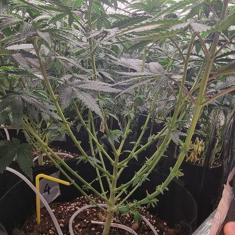 Northern Lights #4 growlog timeline photo