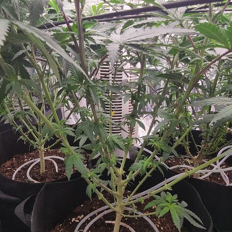 Northern Lights #2 growlog timeline photo