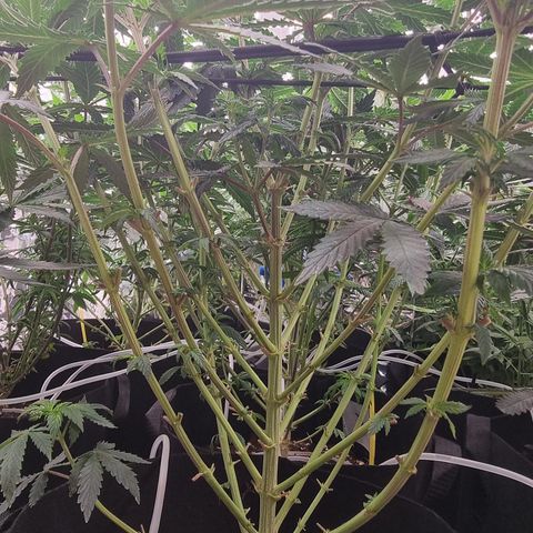 Northern Lights #3 growlog timeline photo