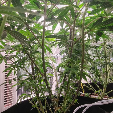 Northern Lights #5 growlog timeline photo