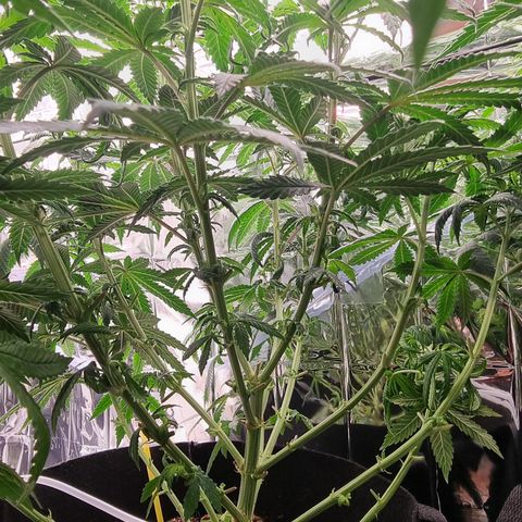 Northern Lights #8 growlog timeline photo