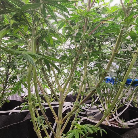 Northern Lights #6 growlog timeline photo