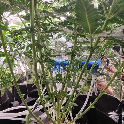 Wedding Cheesecake #1 growlog timeline photo
