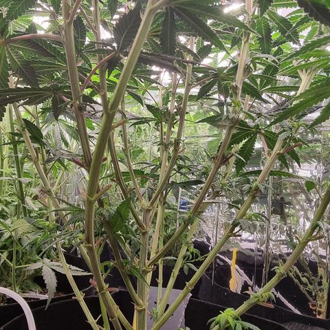 Northern Lights #7 growlog timeline photo