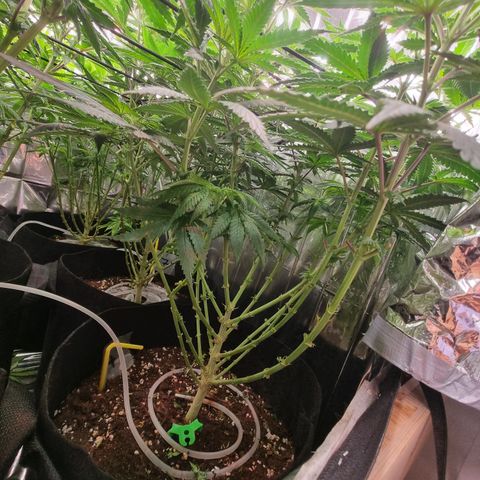Northern Lights #4 growlog timeline photo