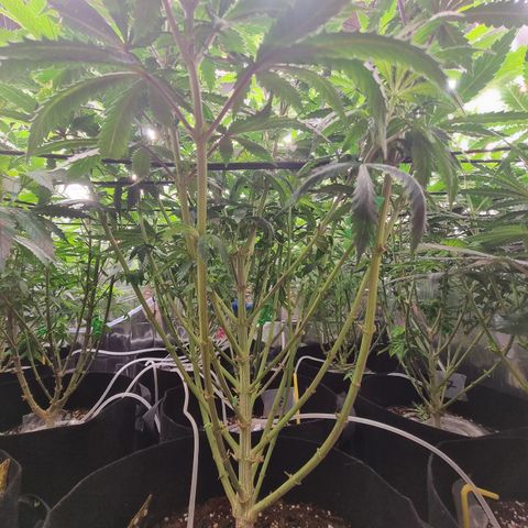 Northern Lights #3 growlog timeline photo