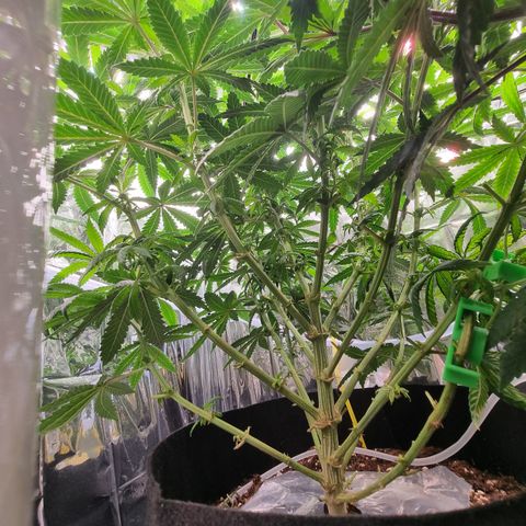 Northern Lights #8 growlog timeline photo