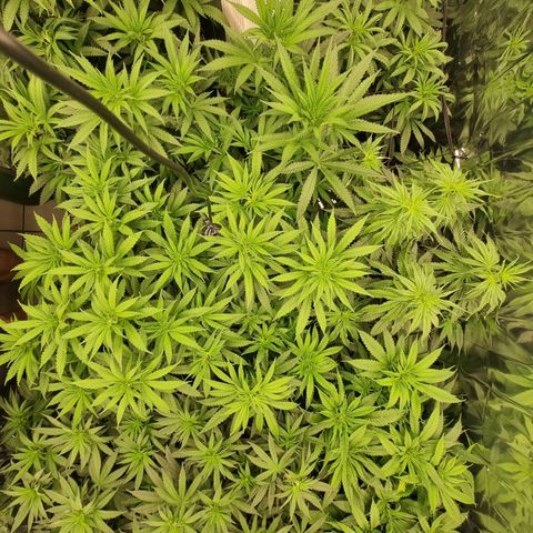 Wedding Cheesecake #2 growlog timeline photo