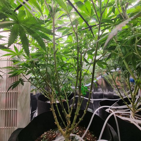 Northern Lights #5 growlog timeline photo