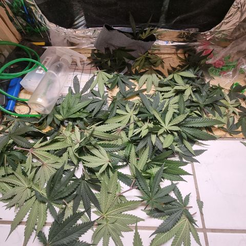 Wedding Cheesecake #2 growlog photo: Lollipopping/Entlauben/