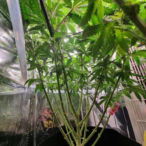 Northern Lights #1 growlog timeline photo