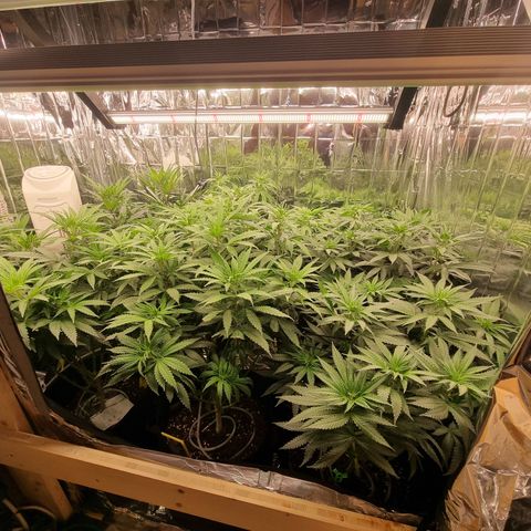 Wedding Cheesecake #2 growlog timeline photo