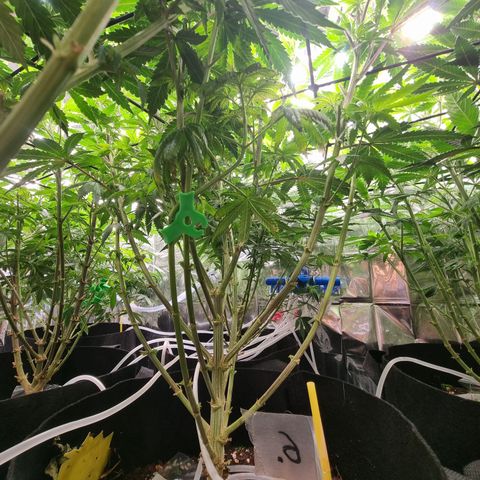 Northern Lights #6 growlog timeline photo