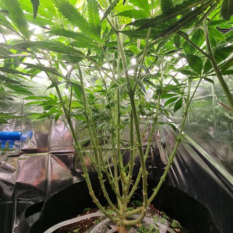Wedding Cheesecake #2 growlog timeline photo
