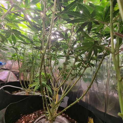 Northern Lights #7 growlog timeline photo
