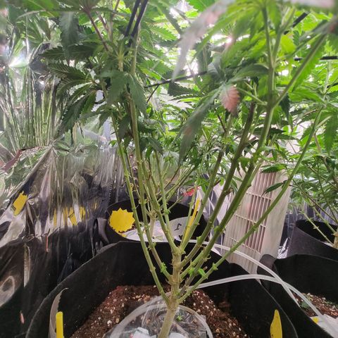 Northern Lights #2 growlog timeline photo