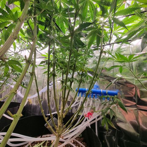 Wedding Cheesecake #1 growlog timeline photo