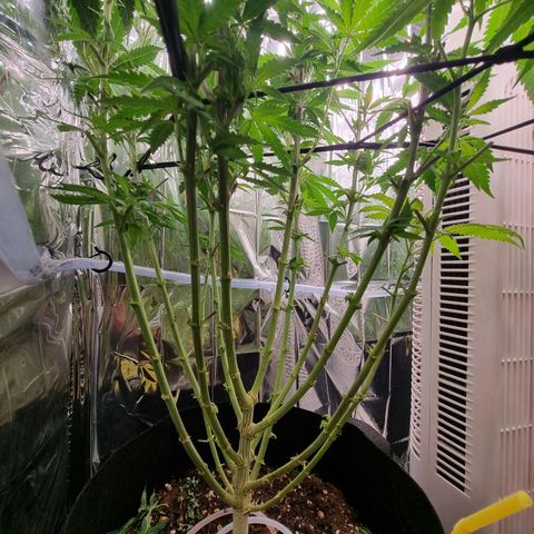 Northern Lights #1 growlog timeline photo