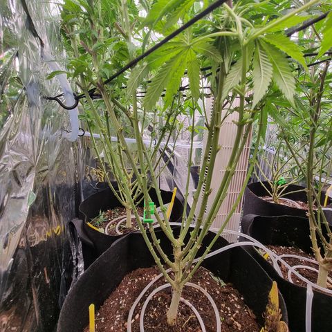 Northern Lights #2 growlog timeline photo