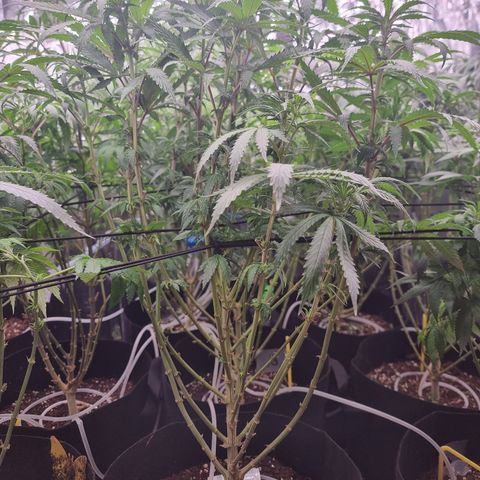 Northern Lights #3 growlog timeline photo