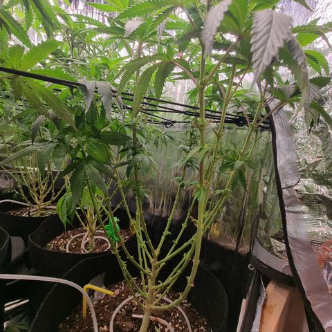 Northern Lights #4 growlog timeline photo