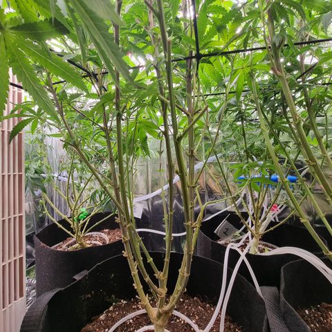 Northern Lights #5 growlog timeline photo