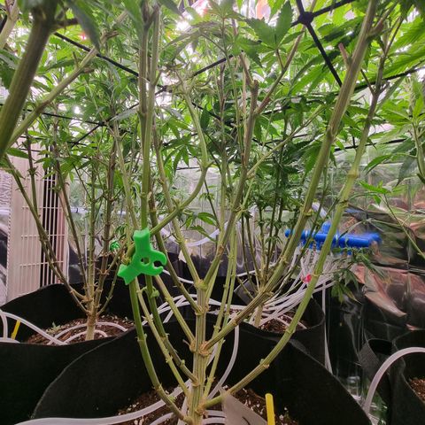 Northern Lights #6 growlog timeline photo