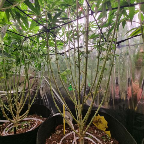 Northern Lights #7 growlog timeline photo