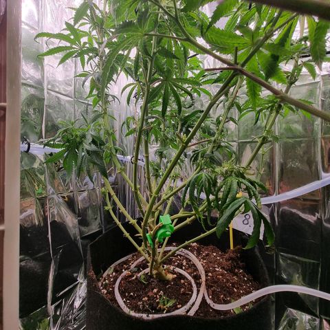 Northern Lights #8 growlog timeline photo