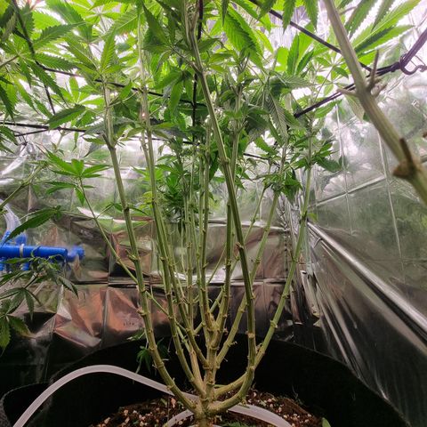 Wedding Cheesecake #2 growlog timeline photo