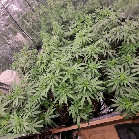 Wedding Cheesecake #2 growlog timeline photo
