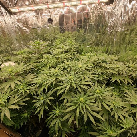 Wedding Cheesecake #2 growlog timeline photo