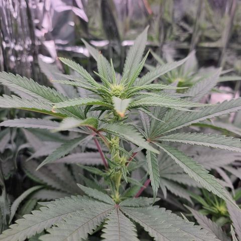 Northern Lights #1 growlog timeline photo