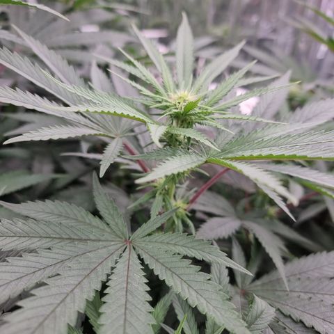 Northern Lights #2 growlog timeline photo