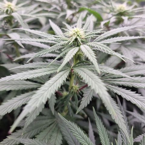 Northern Lights #3 growlog timeline photo