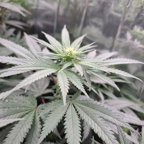 Northern Lights #4 growlog timeline photo