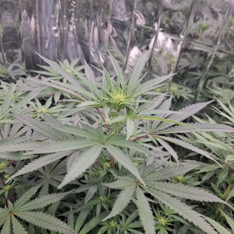 Northern Lights #5 growlog timeline photo