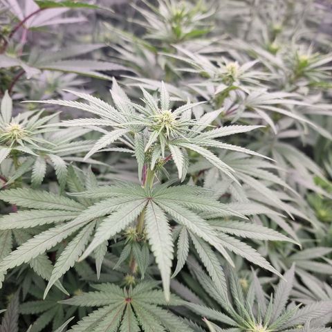 Northern Lights #6 growlog timeline photo