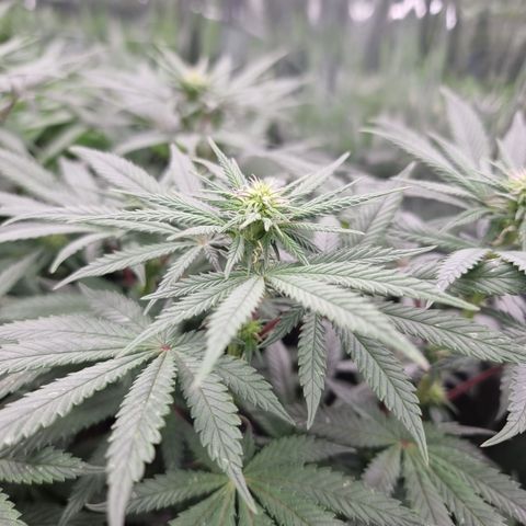 Northern Lights #7 growlog timeline photo