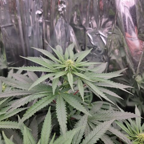 Northern Lights #8 growlog timeline photo