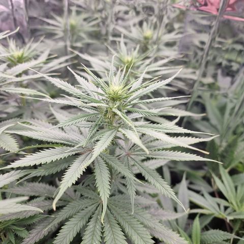 Wedding Cheesecake #1 growlog timeline photo