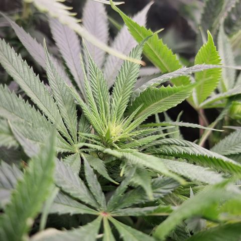Wedding Cheesecake #2 growlog timeline photo