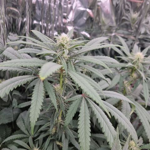 Northern Lights #1 growlog timeline photo