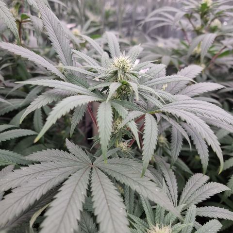 Northern Lights #2 growlog timeline photo