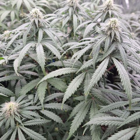 Northern Lights #3 growlog timeline photo