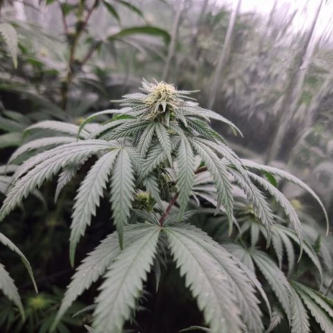 Northern Lights #4 growlog timeline photo