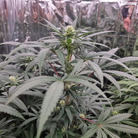 Northern Lights #5 growlog timeline photo