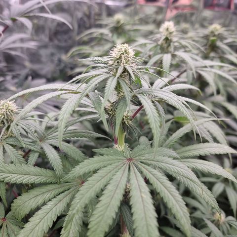 Northern Lights #6 growlog timeline photo
